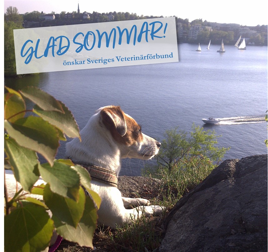 glad sommar .jpg