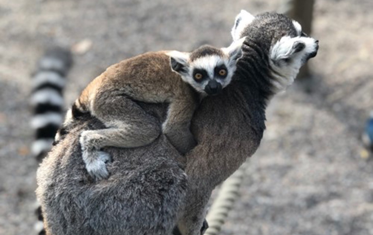 Lemur760x480